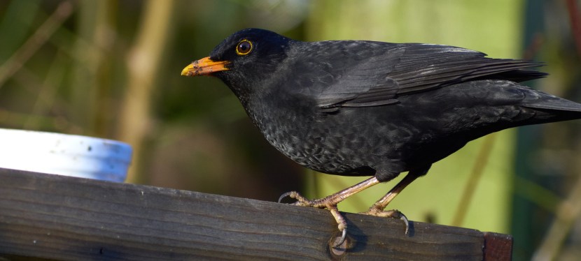 Panasonic GX8 with Metabones Smart Adapter and Canon&nbsp;300mm